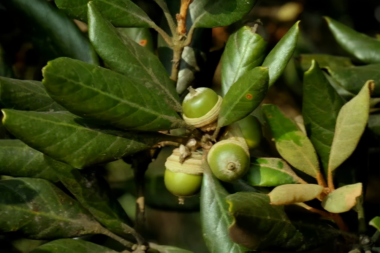 这种野果曾是我们的食物，插上竹棍变成玩具，如今却沦为“垃圾”