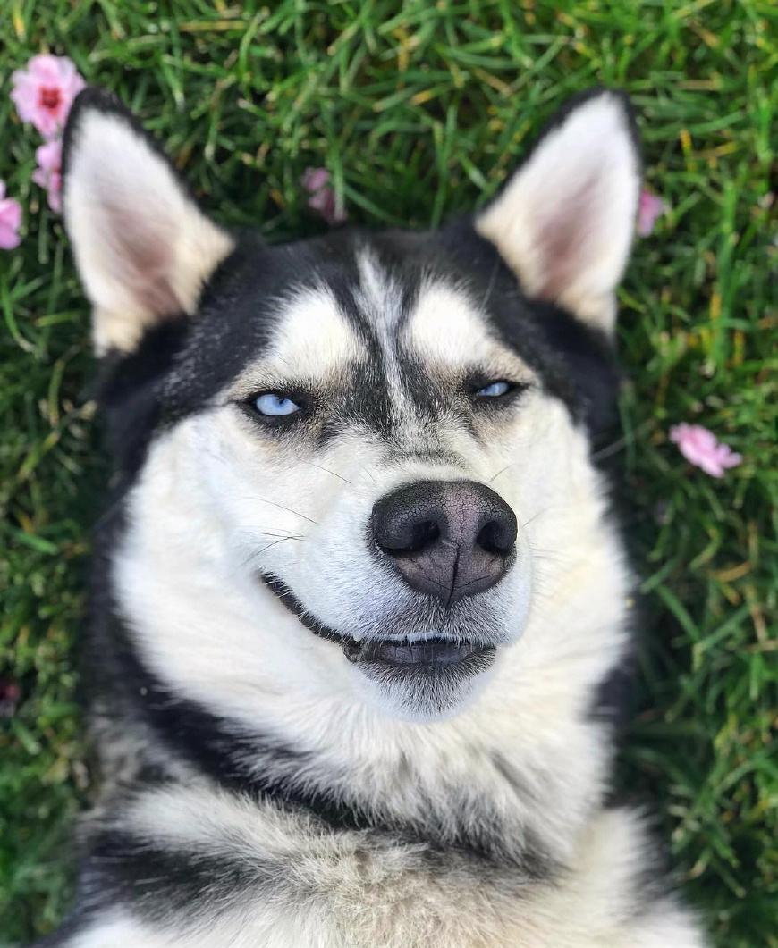 100种最难得一见的狗,10种最不常见的狗