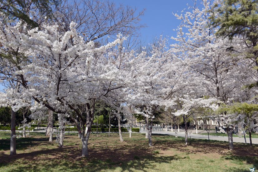 邢台职业技术学院招生简章,邢台职业技术学院2024招生简章