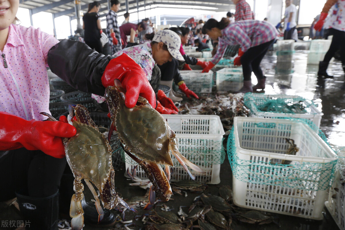 越南50公斤的鸡,越南海鲜冻品