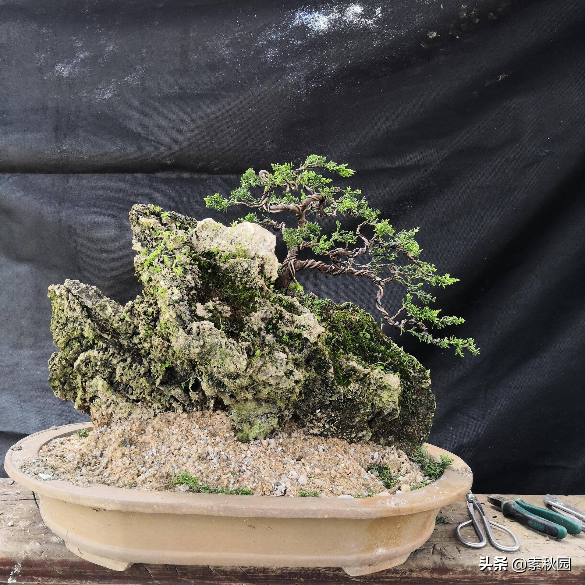 关于系鱼川真柏苗与铝线在石头上发生的那些事儿