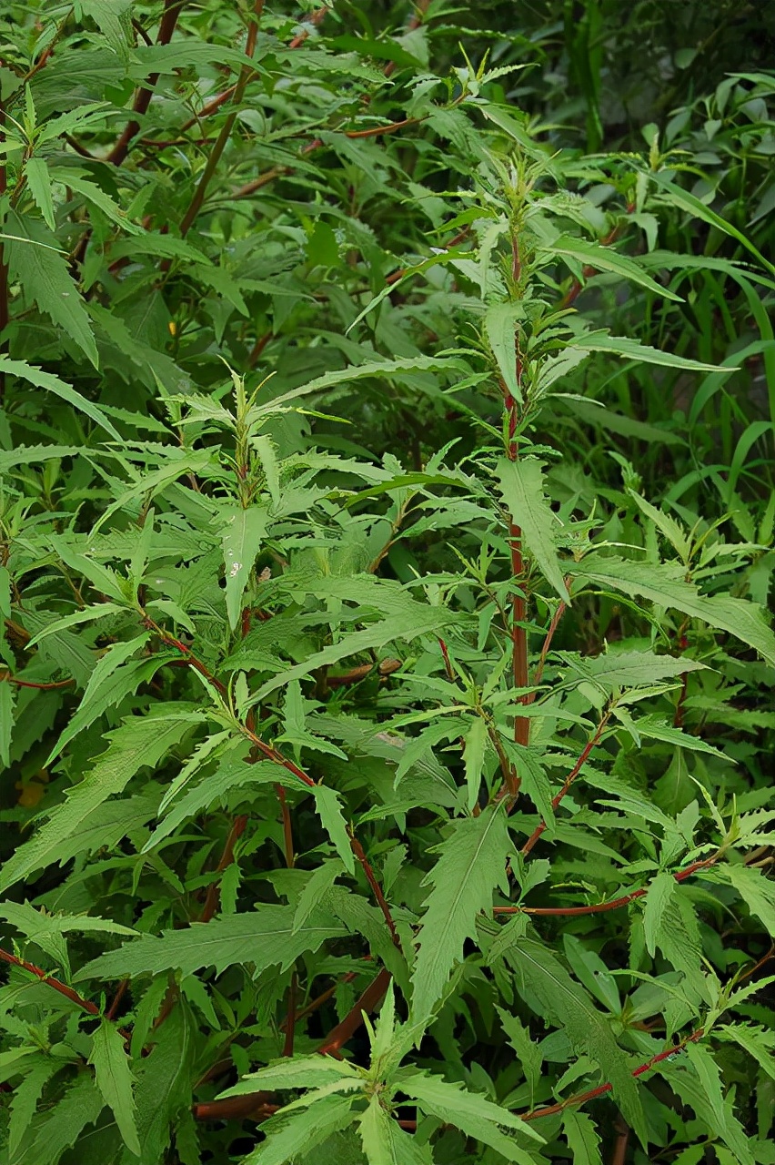 38种常见入侵植物花朵,38种疯狂的入侵植物