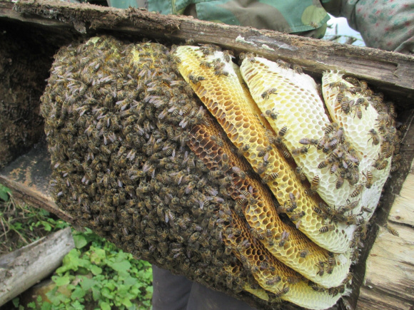 蜂箱养蜂技巧视频教程,养蜂教程讲解蜂箱快速诱蜂