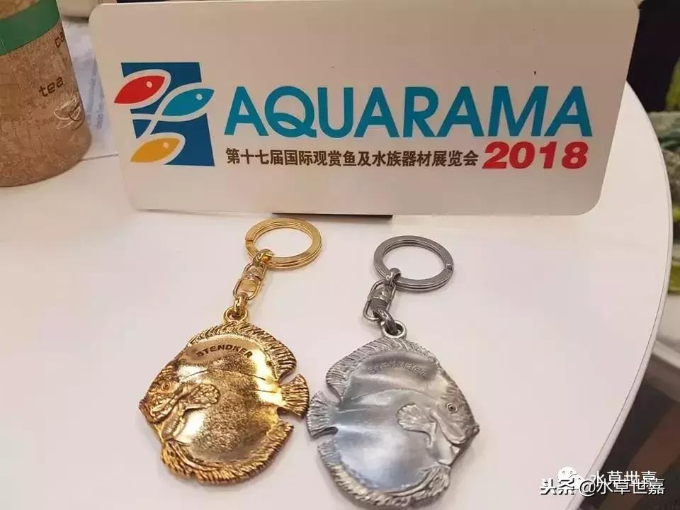 七彩神仙鱼水族箱布景,七彩神仙鱼苗繁殖技术