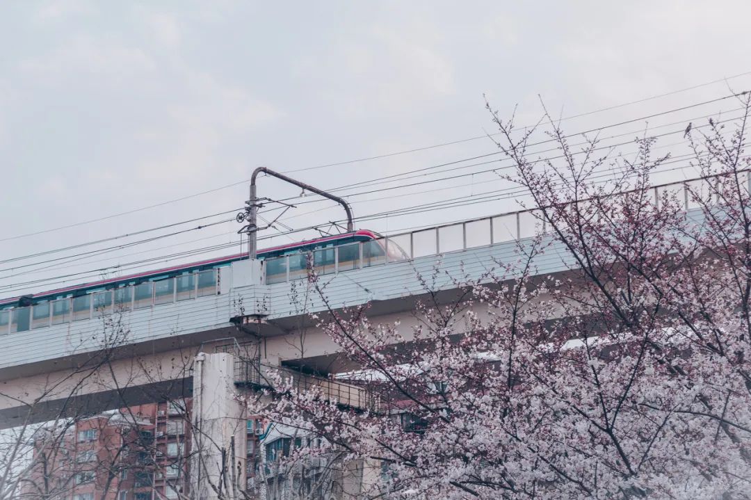 上海哪一条地铁站风景好,虹口公园最美地铁站