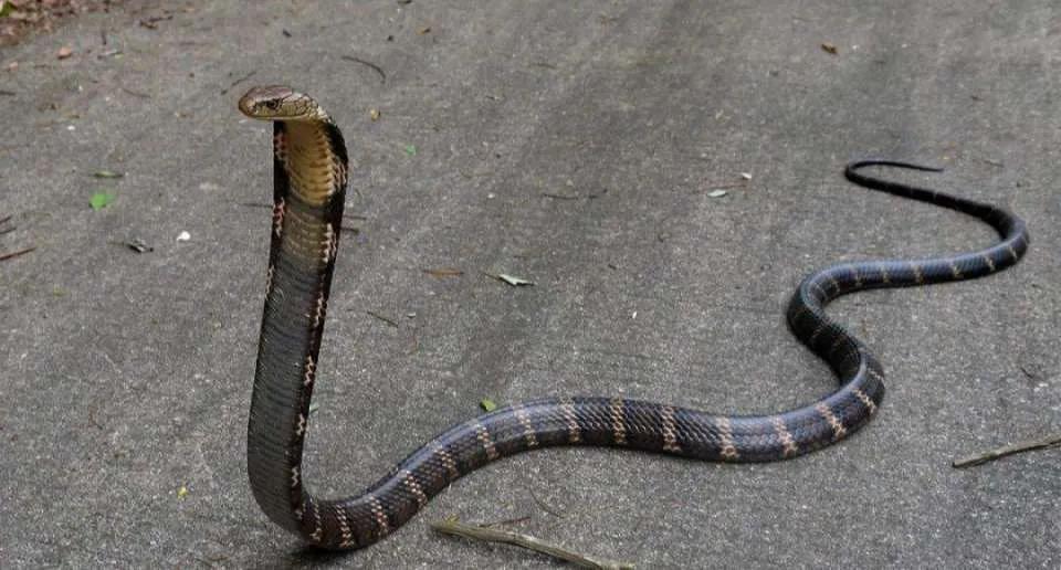 中国剧毒蛇都有哪些 (中国剧毒蛇有几种)