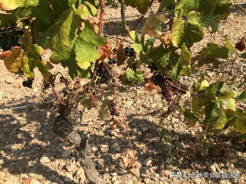 法国葡萄园工人收入,在法国葡萄酒厂打工赚钱吗