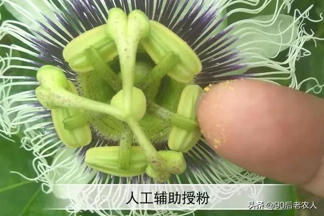 百香果小果掉果是什么原因,百香果小果掉落怎么办