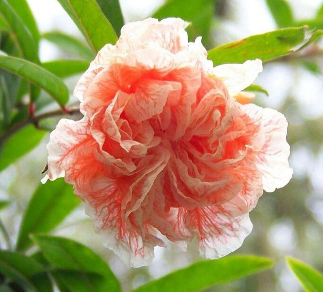 盆栽石榴树什么品种是甜的,石榴树带果实能用水培繁殖