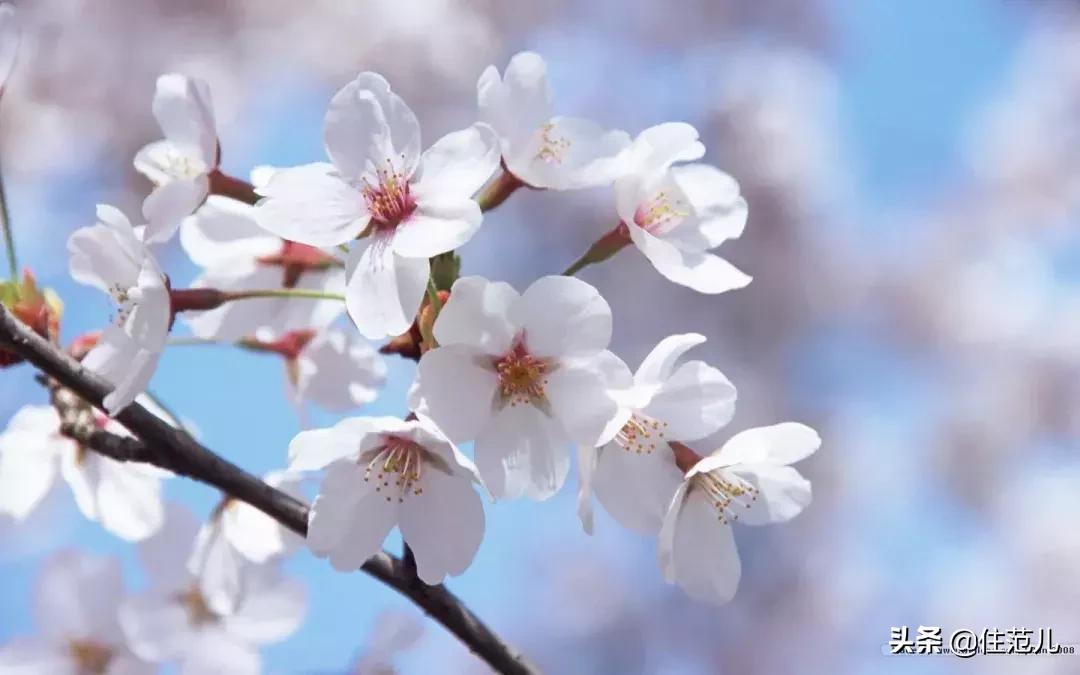 除了muji无印良品398活动还有什么,除了muji还有哪些日式家具