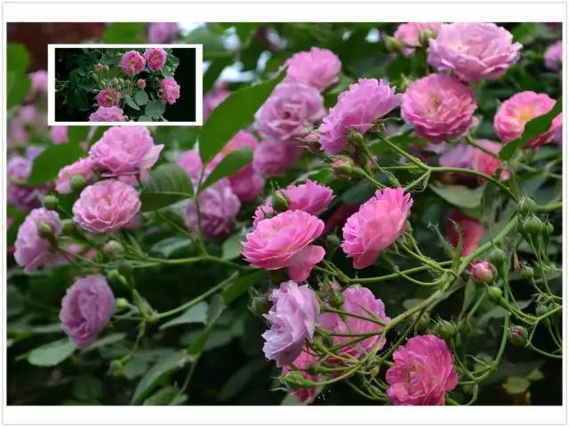 月季玫瑰蔷薇芍药牡丹的区别,月季玫瑰蔷薇都属于什么科