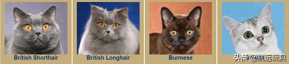 国际权威机构对猫咪的最全分类,猫咪分类大全