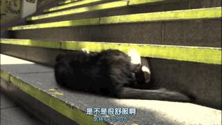 吸猫最高境界图片,吸猫最高境界完整视频