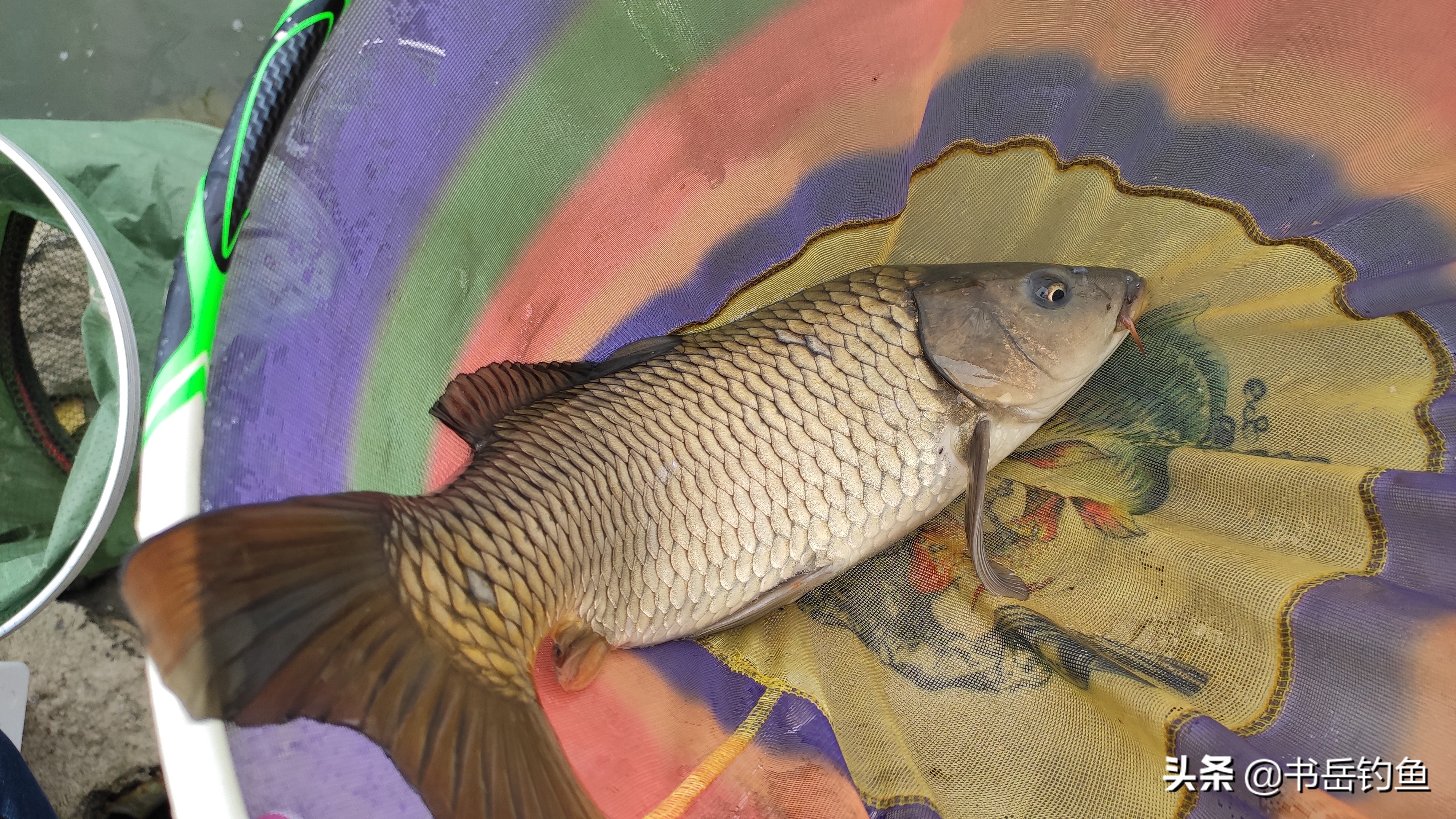 夏天白条闹窝太厉害怎么解决,白条闹窝太厉害用什么饵料