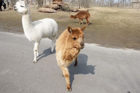 南通森林野生动物园门票团购双人,南通森林野生动物园门票活动团购