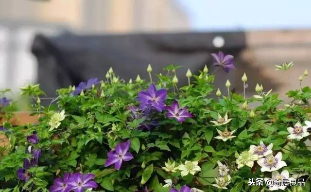 四季开花的庭院爬藤,庭院爬藤花期长哪种最好