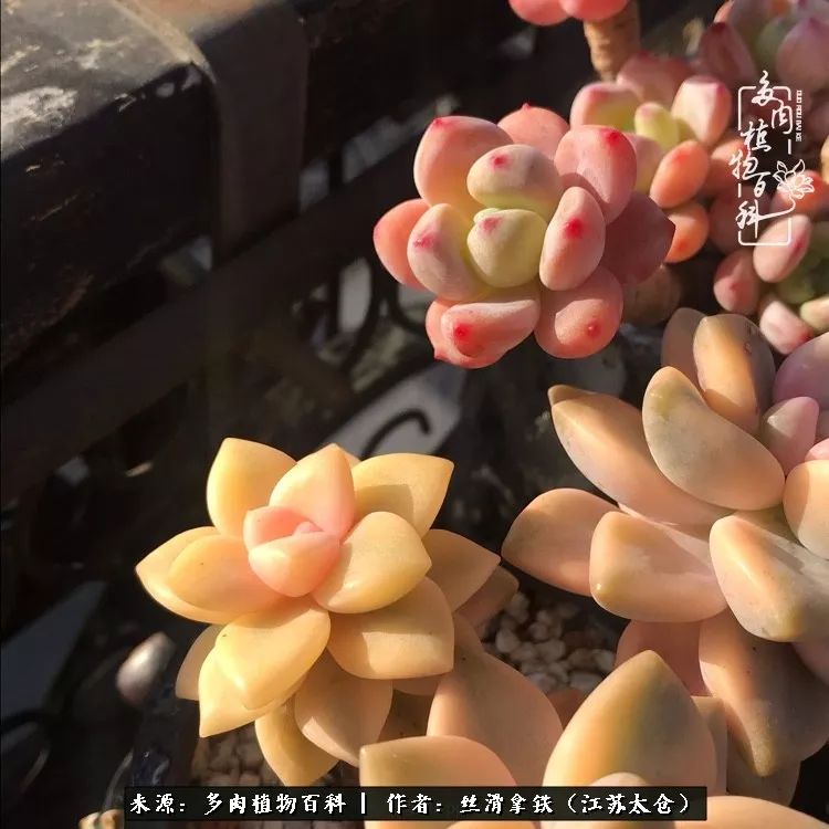 秋叶将落,秋叶即将落下你依然美丽