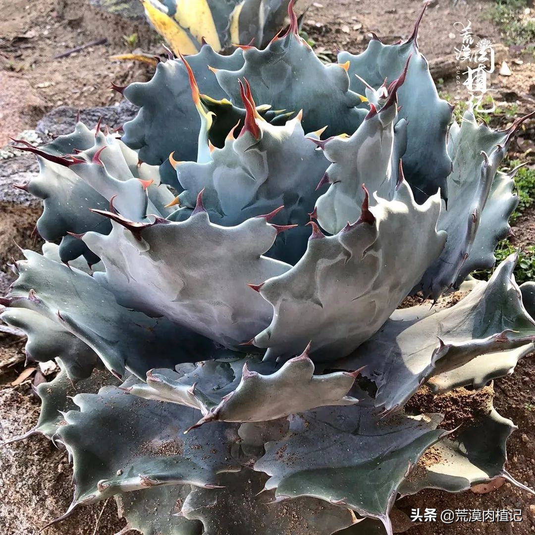 极品龙舌兰,精品龙舌兰欣赏