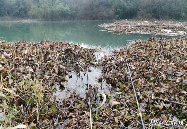 麦粒做钓饵可以钓什么鱼,制作麦粒钓饵最简单方法