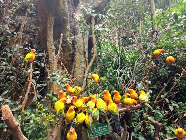 广州番禺区长隆野生动物世界缆车,广州旅游长隆野生动物世界