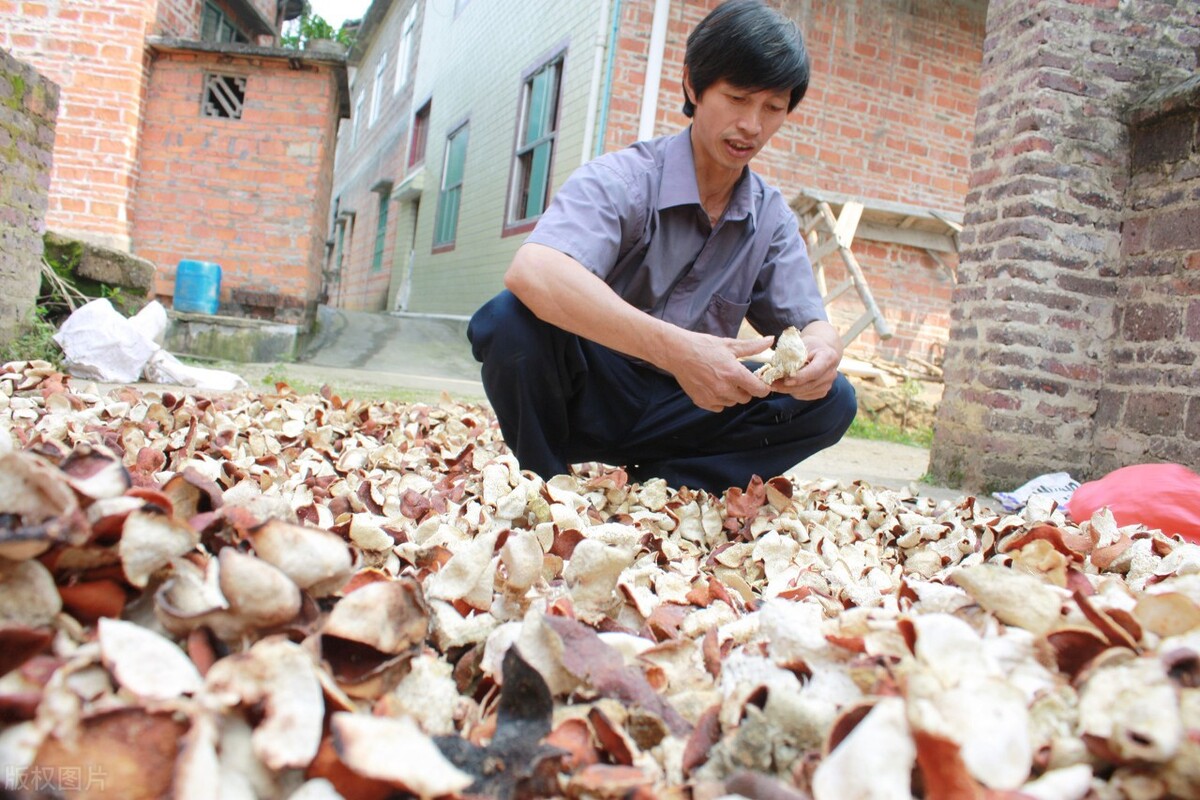 陈皮柑降价,柑子行情