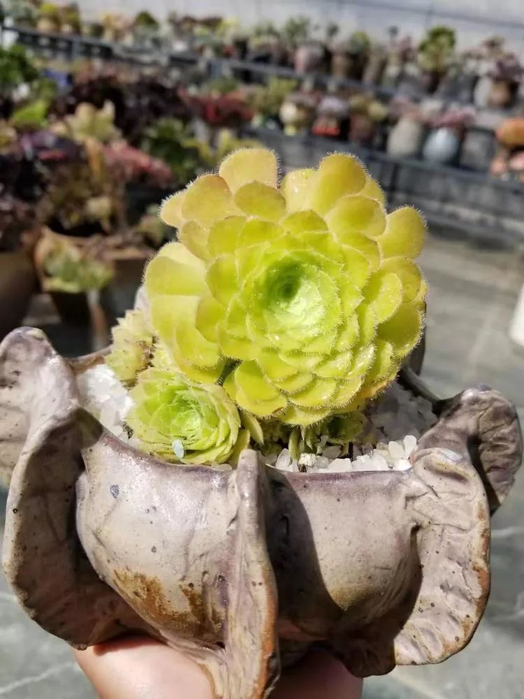 爱机车,爱多肉,宝妈花姐的诗和远方