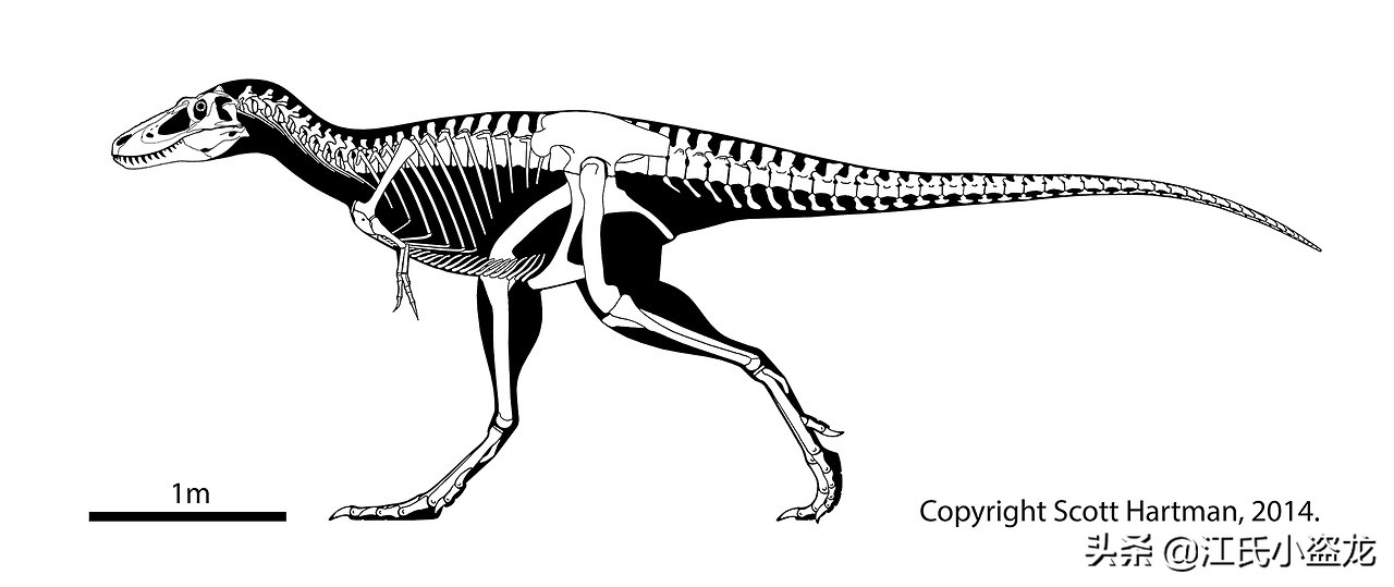霸王龙在各时段的演化,霸王龙多大的时候可以独立