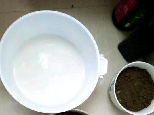 家庭盆栽废茶渣沤肥,牛奶和淘米水沤肥