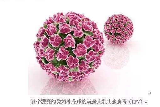 何为hpv,hpv疫苗二价四价九价接种年龄