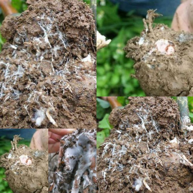 魔芋病虫害怎么防治,魔芋病虫害防治办法