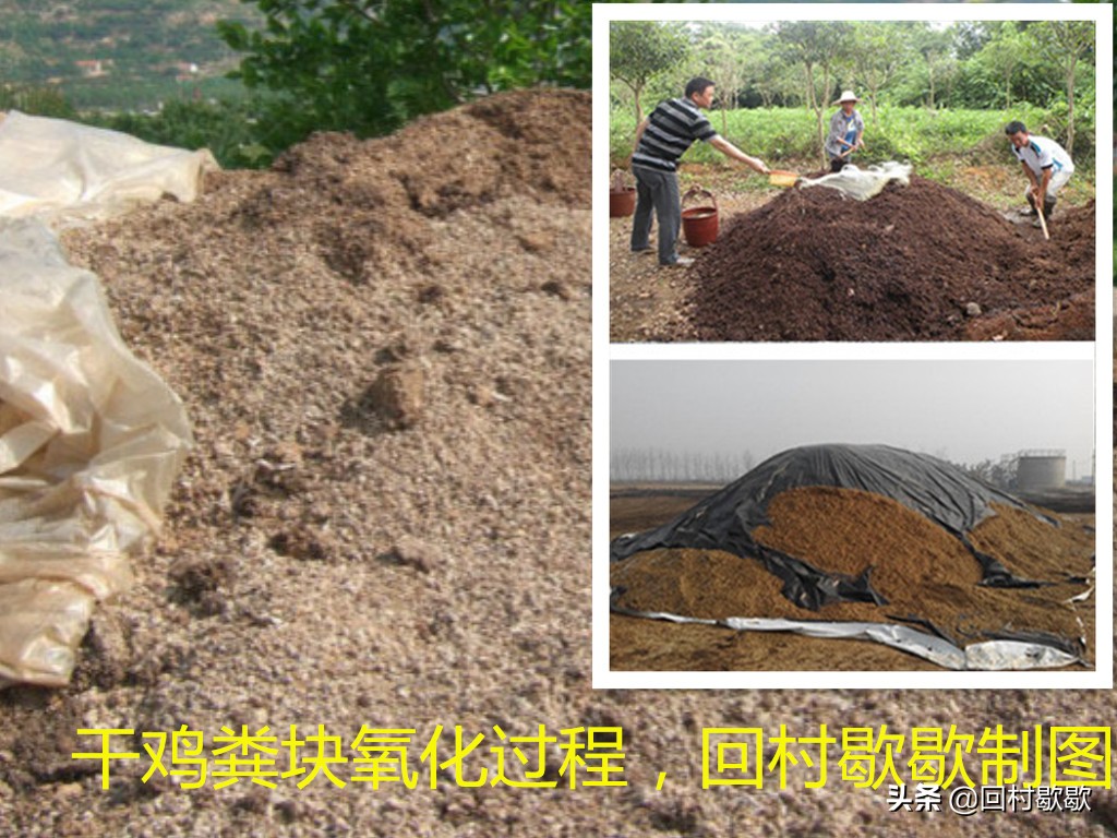 鸡粪正确施用方法,鸡粪怎样处理肥效更高