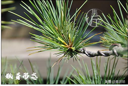 夏季盆景管理技巧,五根松盆景平常如何养护