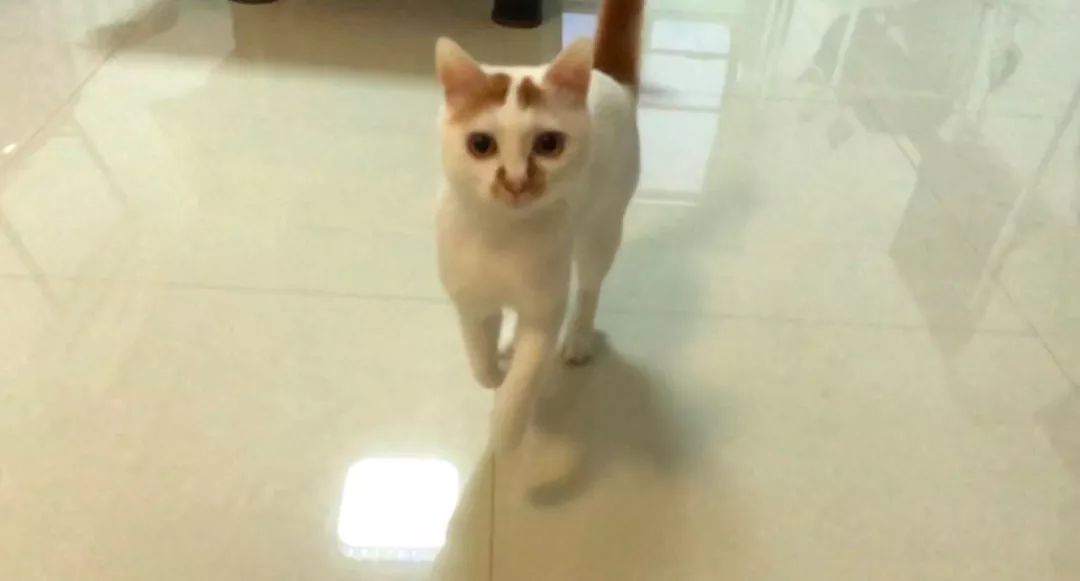 家养的猫咪需要打狂犬疫苗吗,家养的猫咪需要接种疫苗吗