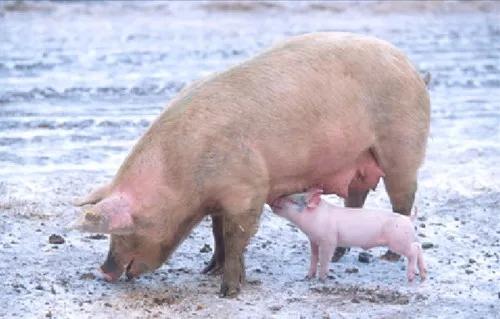 上海卡苏生物有限公司,上海卡苏生物