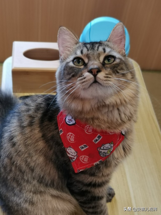 家有爱宠休闲式宠物店撸猫馆,宠物猫舍撸猫馆