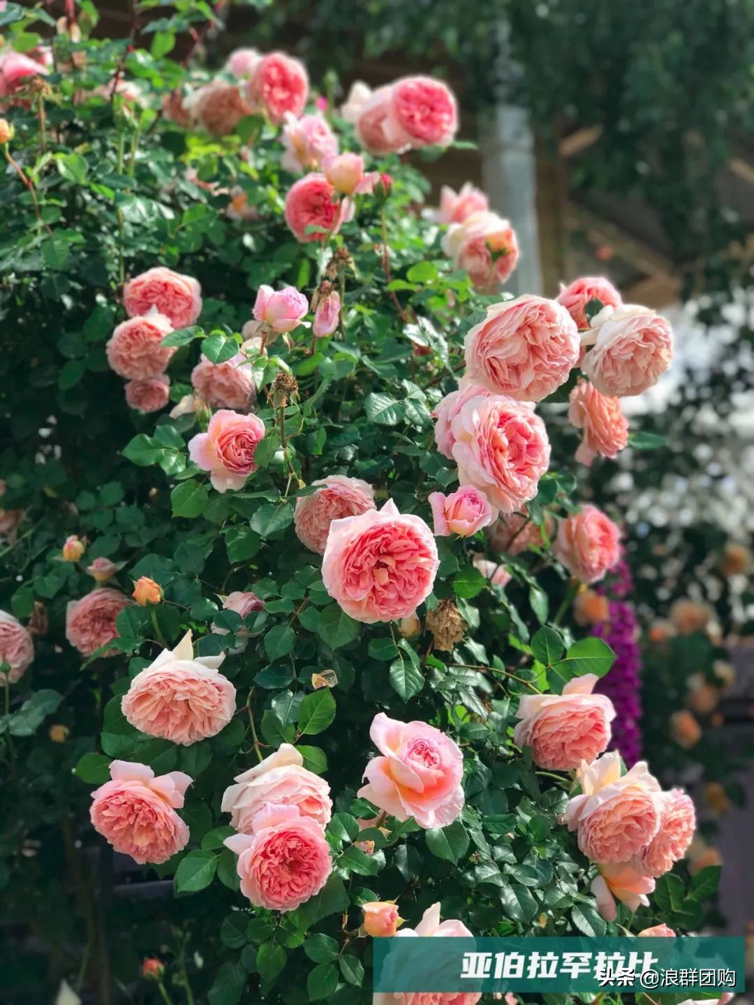 月季哪些品种大花又香,月季哪些品种花期长耐阴耐寒耐旱