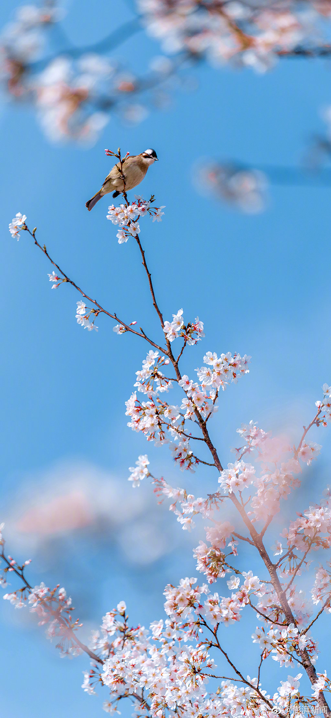 四年级上册英语音标自然拼读法,三年级英语音标自然拼读法