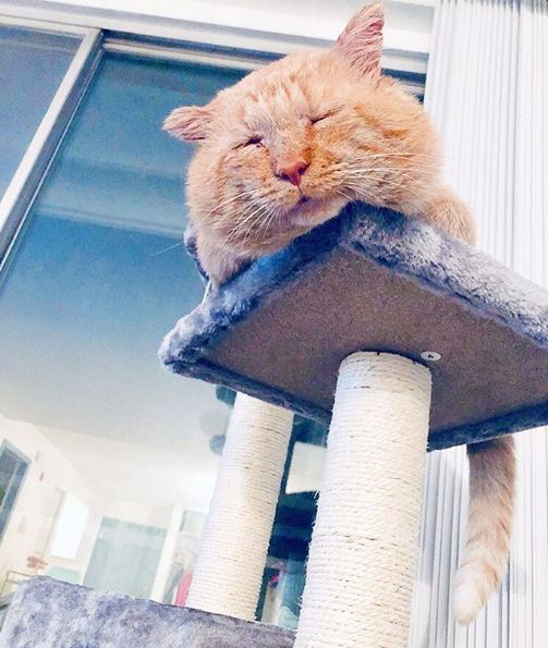 房东不准养猫谁能把猫领养,租房时房东不让养猫然后发了图片