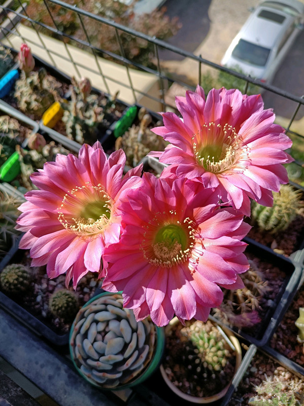 仙人球类的盆栽有哪些品种图片,最能开花仙人球盆栽