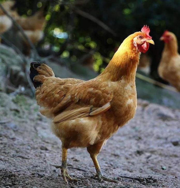 霉菌性胃肠炎的症状和表现,霉菌胃肠炎怎么治疗