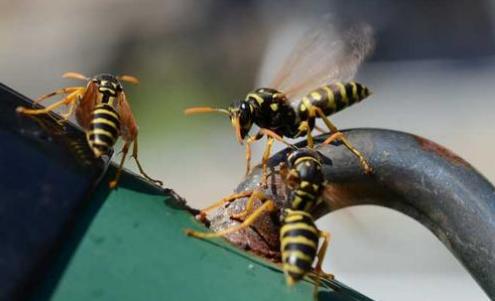 孩子被马蜂蛰妈妈笑了,孩子被马蜂蛰了擦什么药膏