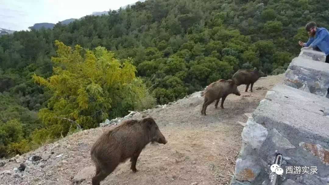 第一次在国外相亲就有机会当爸爸,格鲁吉亚模特真漂亮