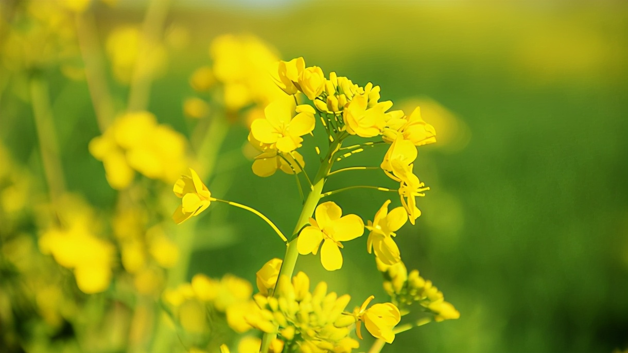 宝宝诗经名字大全,不重名的诗经名字