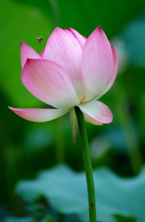 红楼梦群芳夜宴花语,红楼梦花语解读