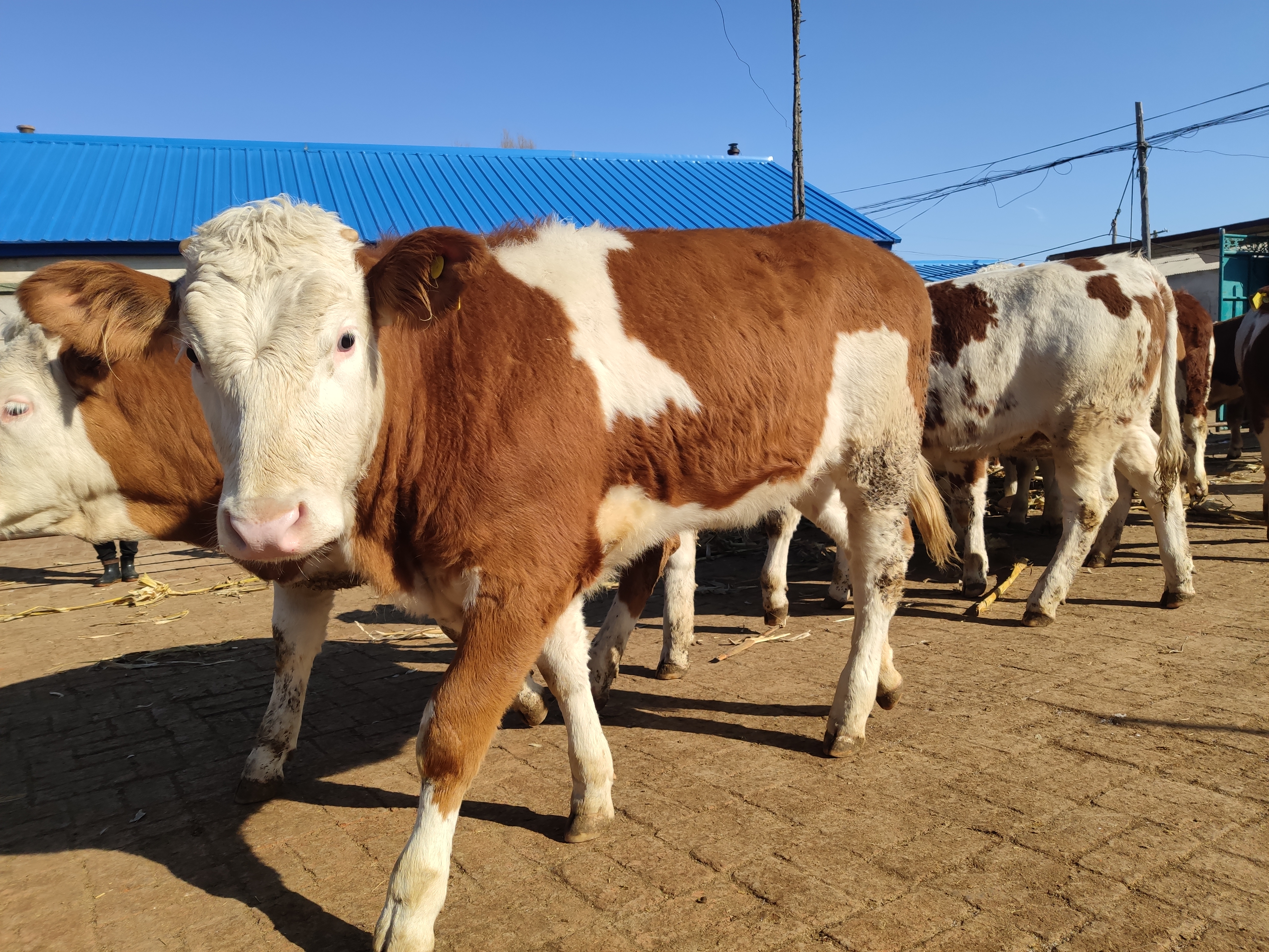 养牛风险大吗赚钱吗,养牛风险高吗
