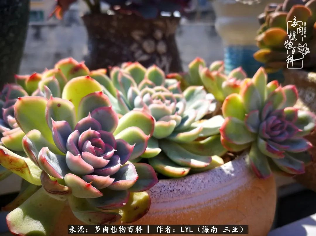 养多肉一年花了3万,养多肉一千多盆