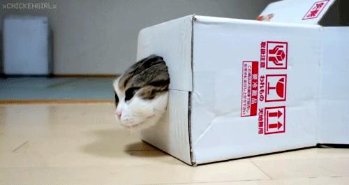 厨房是猫咪的修罗场，随便一项就能重伤