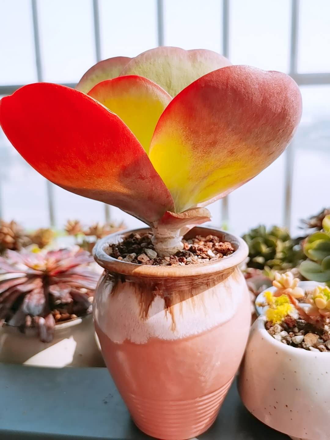 红蜻蜓多肉的养护方法和注意事项,养多肉容易出现的几种症状