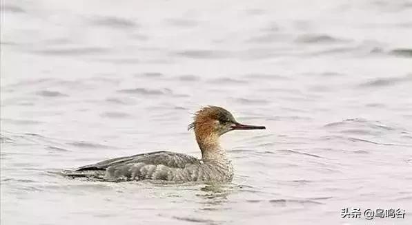 看图识鸟图片及答案,看图识鸟软件哪个好用