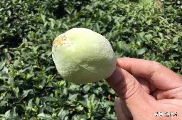 难得一遇的珍稀植物,难得一见的大茶树